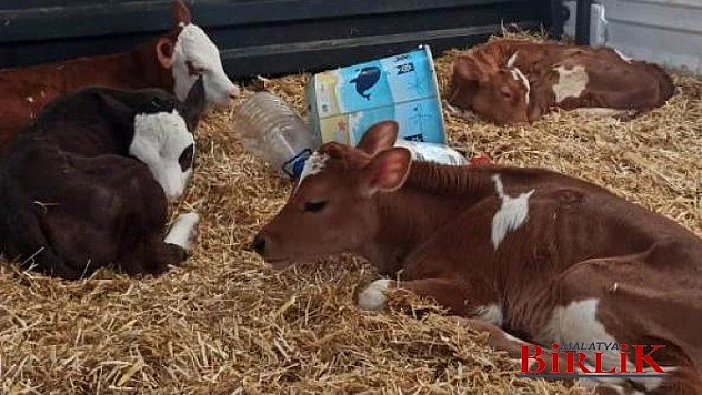 Malatya'da Doğanşehir İlçesinde Hayvan Hırsızlığı