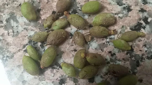 Malatya'da Dolu Yağışı Tarımsal Alanlarda Hasara Neden Oldu