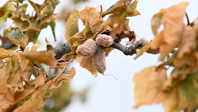 Malatya'da Kayısı Üreticilerine 7,1 Milyar TL Zirai Don Ödemesi Yapılacak