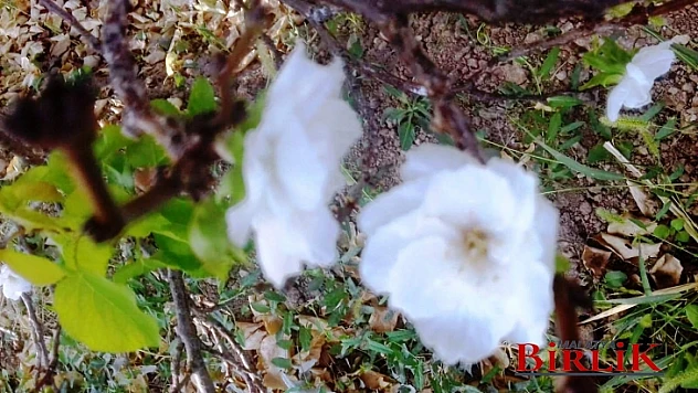 Malatya'da Kaysı Ağacı, Elma Çiçeği Açtı