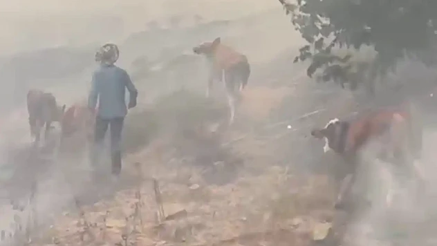 Malatya'da Orman Yangını: Bölgedeki Hayvanlar Tahliye Edildi