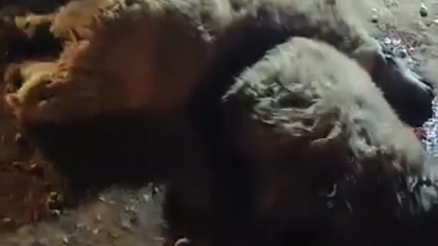 Malatya'da Trafik Kazası: Tırın Çarptığı Sürüde 13 Hayvan Öldü