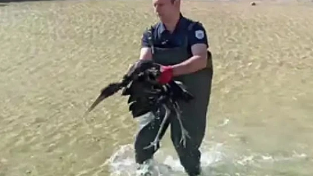 Malatya'da Yaralı Halde  Bulunan Leylek Koruma Altına Alındı