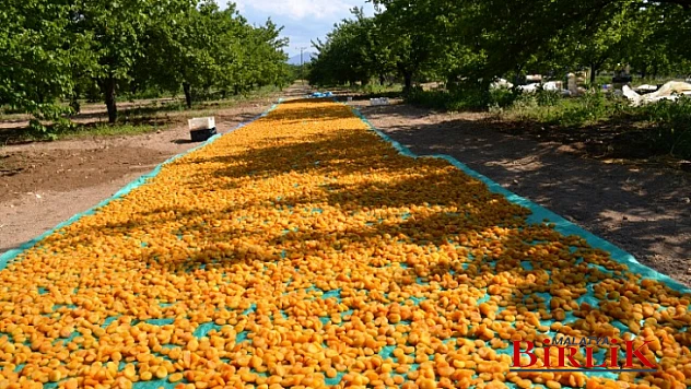 Malatya'nın Altını, Kayısıda Patik Dönemi Başladı