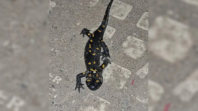 Malatya Şehir Merkezinde Ateş Semenderi Görüldü