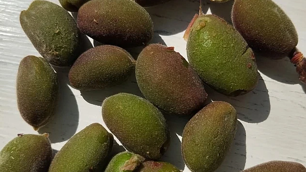 Malatyalılar: Kar Yağışı Kayısı İçin Felaket Oldu