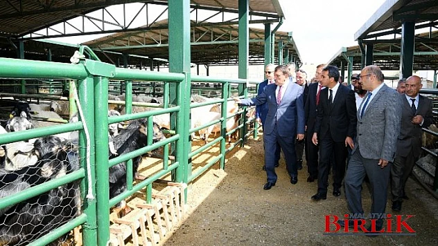 Modern Ve Çağdaş Bir Hayvan Pazarını Dizayn Ediyoruz