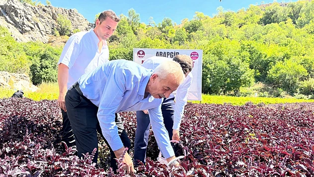 Mor Reyhan Hasadıyla Arapgir'de Kültür ve Ekonomi Buluştu