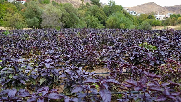 Mor Reyhanı Büyük Pazarlarda Hak Ettiği Değeri Bulma Yolunda İlerliyor