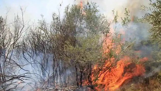 Muğla'da orman yangını