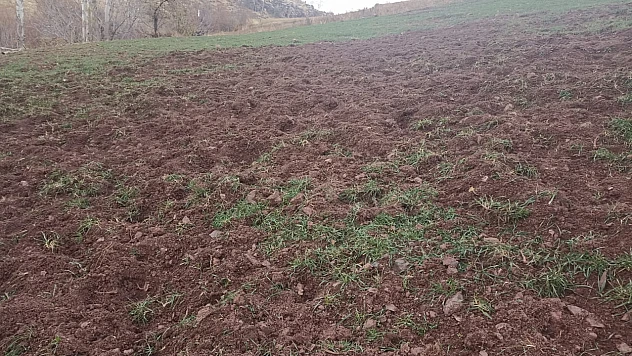 Pütürge'de Domuzlar Çiftçilerin Ürünlerini Tahrip Ediyor