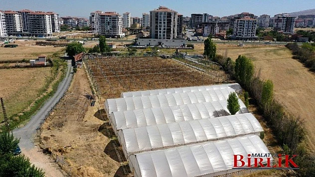 Salep Üretiminde Markalaşmayı Hedefliyoruz