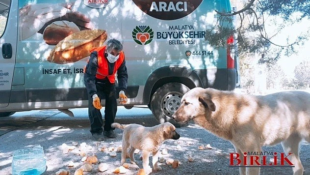 Sokak Hayvanları İçin Birçok Noktaya Yem Bırakıyor