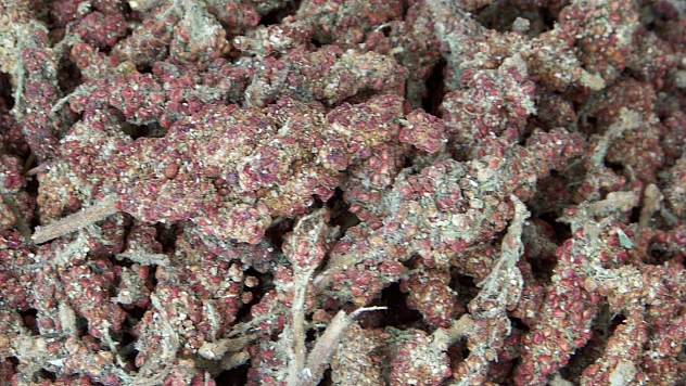 Sumağın Kilosu 200 TL, Öğütülmüşü 350 TL'den Alıcı Buluyor