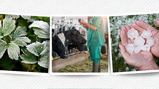 TARSİM Sigortalı Çiftçilere 3,1 Milyar TL Ödendi, Destek Bekleyen Binlerce Üretici Mağdur