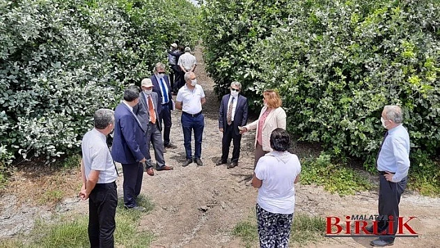 TARSİM'den Adana Turunçgil Üreticileri Birliği Başkanı'na Ziyaret