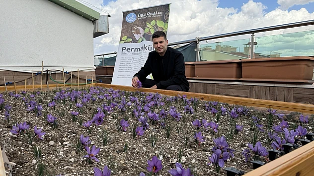 Teraslar Üretimle Buluşuyor: Ülkü Ocakları'ndan Örnek Tarım Uygulaması