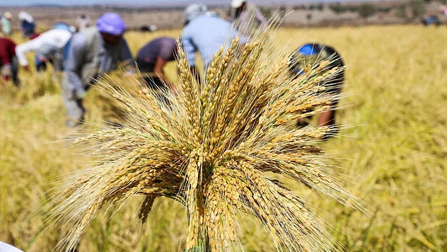 TMO Çeltik Alımlarında Randıman ve Fiyatları Netleştirdi