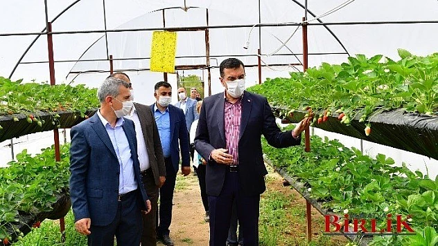Tüfenkçi, Yeşil Gıda Seracılık Alanında İncelemelerde Bulundu