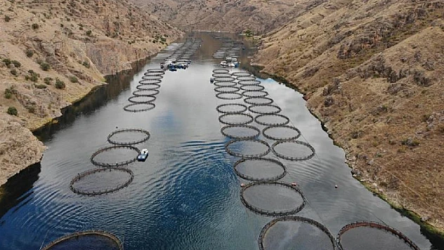 Üç İlde Baraj Gölleri Alabalık Üretimine Açılıyor