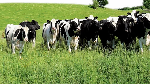 Ülkemizde büyükbaş hayvan sayısı 2025 yılı Haziran ayında 17 milyon 189 bin baş oldu.