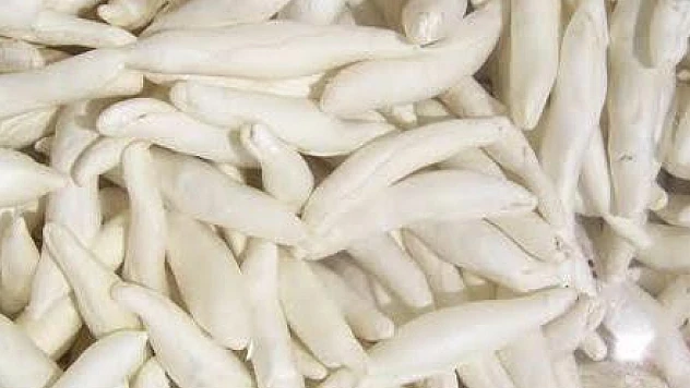 Üreticilere Yeni Gelir Kapısı: Kenger Sakızı Coğrafi İşaret Sürecinde