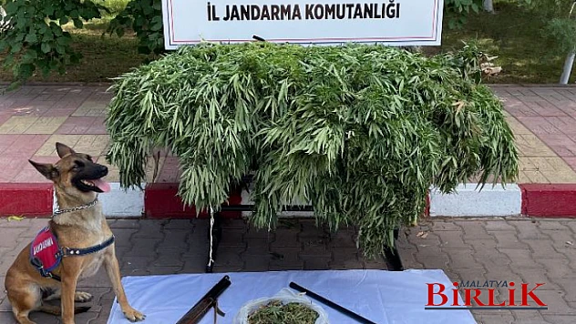 Uyuşturucu Madde Kaçakçılığı (Yasadışı Kenevir Ekimi)