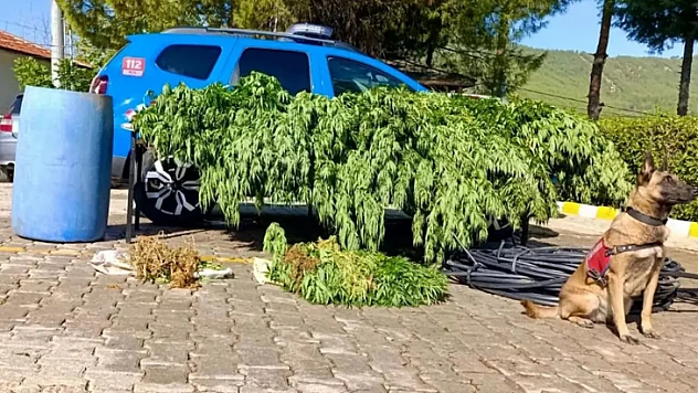 Uyuşturucu Operasyonu: 3 Gözaltı