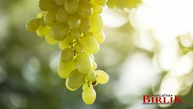 Üzüm İçin Sigorta Zamanı