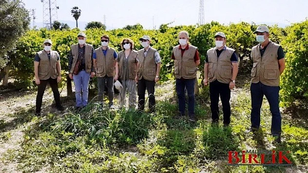 Üzüm Ürününde Sıcak Hava Zararı İle İlgili Çalışmalara Başlandı