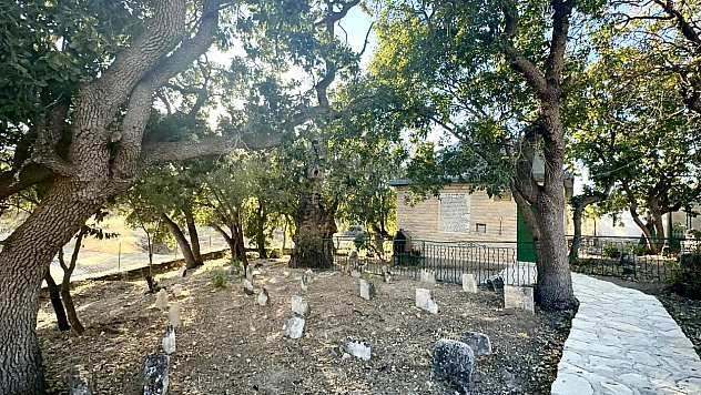 Yangına Rağmen Ayakta: Onar Köyü'ndeki 700 Yıllık Sakız Ağacı