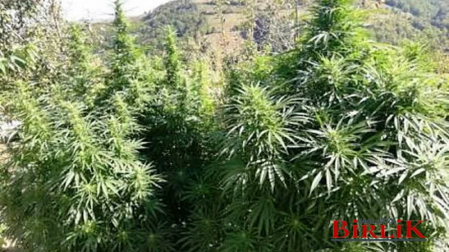 Yasadışı Hint Keneviri Ekimi