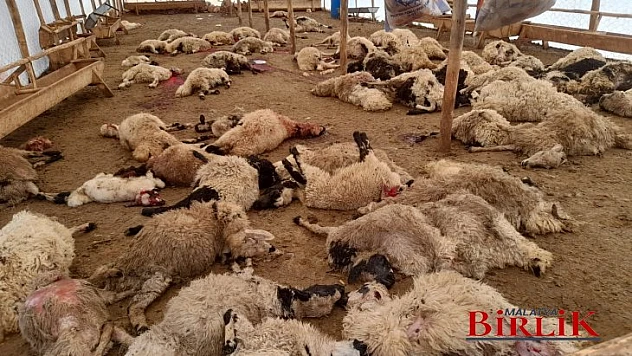Yazıhan'da Küçükbaş Hayvan Sürüsünü Aç Kurtlar Telef Etti