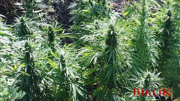 Yazıhan Durucasu Mahallesinden (25) Kg Kubar Esrar