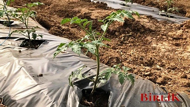 Yeşil Gıda Seracılık Alanında Kış Dönemi İçin Ürün Çeşitliliği Artırıldı