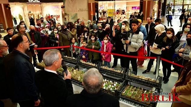 Yeşilyurt Belediye Başkanı Mehmet Çınar'dan Kadınlara 'Sukulent' Çiçek Hediyesi