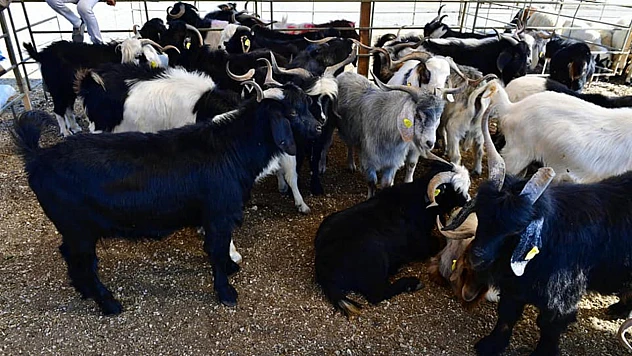 Yeşilyurt Belediyesi 41  Noktada Kurban Satış ve Kesim Yeri Belirledi