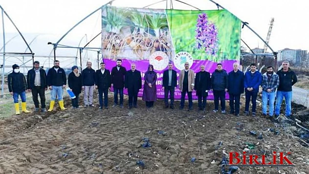 Yeşilyurt Belediyesi, 50 Bin Adet Sahlep Fidesini Toprakla Buluşturdu