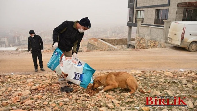 Yeşilyurt Belediyesi Ekipleri, Kış Günlerinde Sokak Hayvanlarını Unutmadı