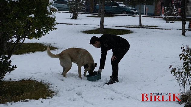 Yeşilyurt Belediyesi, Kar Yağışı Sonrası Sokak Hayvanlarını Unutmadı