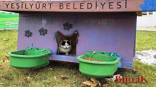 Yeşilyurt Belediyesi, Sokak Hayvanları İçin 'Kedi Ve Köpek Evleri' Projesi