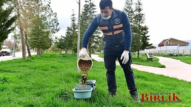 Yeşilyurt Belediyesi, Sokak Hayvanlarını Unutmadı!