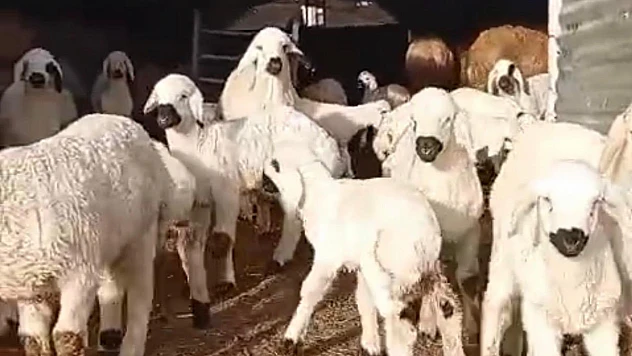 Yılda 750 Kuzu Üretiyor: 'Kolay Para Yok, Üretim Şart'