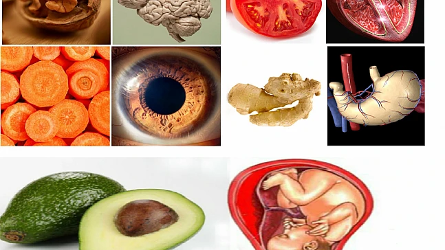 Mutfakta Şifa Var: Kalpten Beyne Organ Dostu Besinler