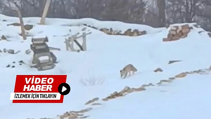 Hacolar’da Doğa Alarm Veriyor: Yaban Hayvanları Açlıkla Karşı Karşıya