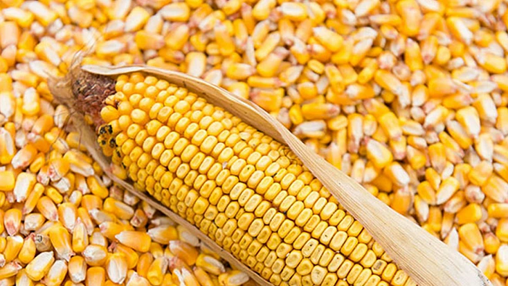 TİGEM’den 10,5 Milyon Liralık Mısır Satışı: İhale 11 Kasım’da