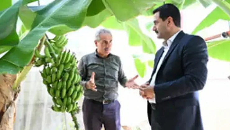 Battalgazi'de Muz Hasadı Başlıyor