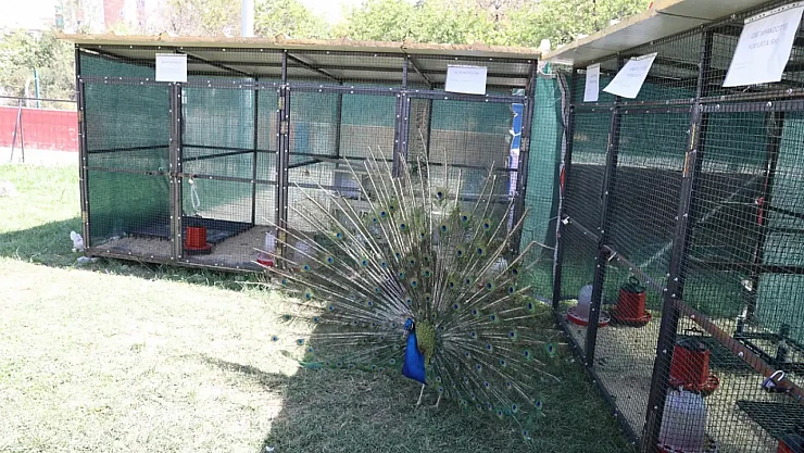 Battalgazi Engelsiz Yaşam Merkezi'nde Hayvanlarla Rehabilitasyon Başladı