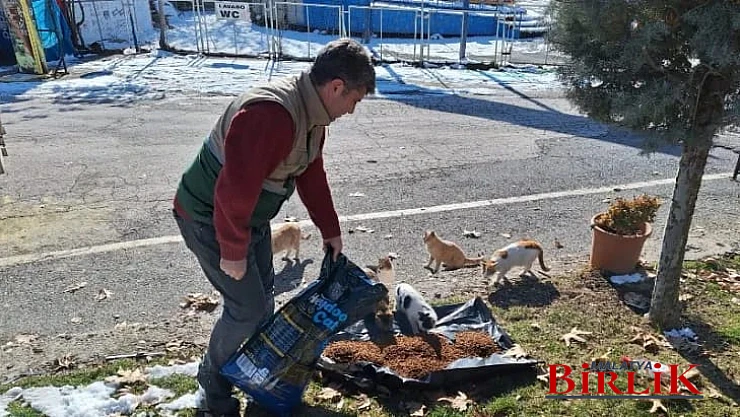 Büyükşehir Belediyesi Sokak Hayvanlarını Unutmadı