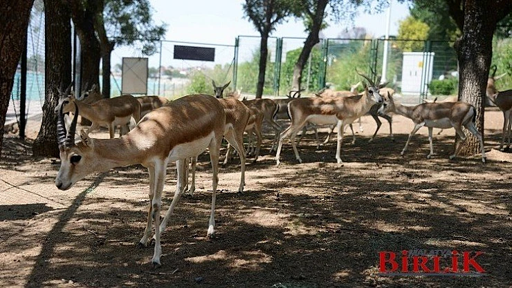 Büyükşehir'in Sevimli Dostları